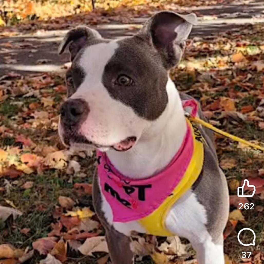 Moana, a Adoptable mixed breed in Mooresville, IN image 1/5