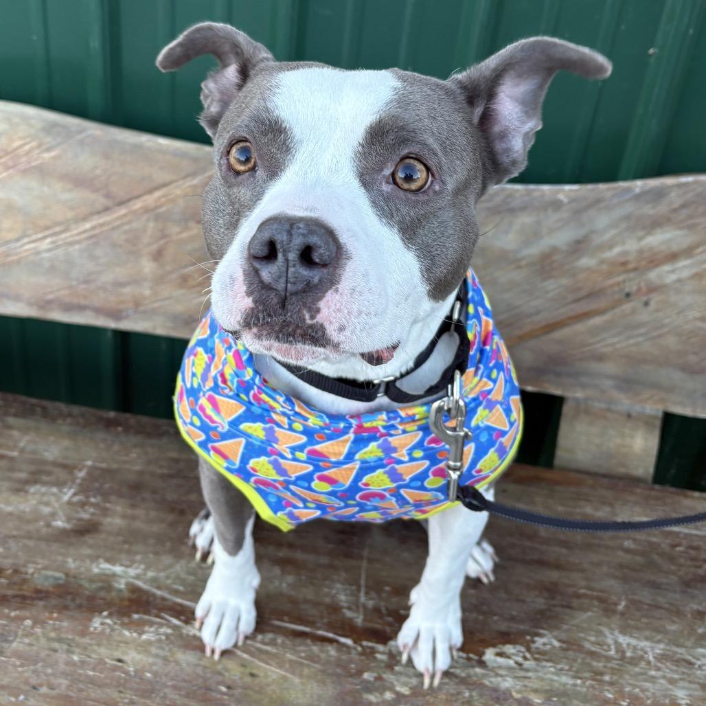 Moana, a Adoptable mixed breed in Mooresville, IN image 2/5