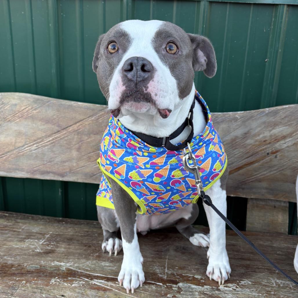Moana, a Adoptable mixed breed in Mooresville, IN image 4/5
