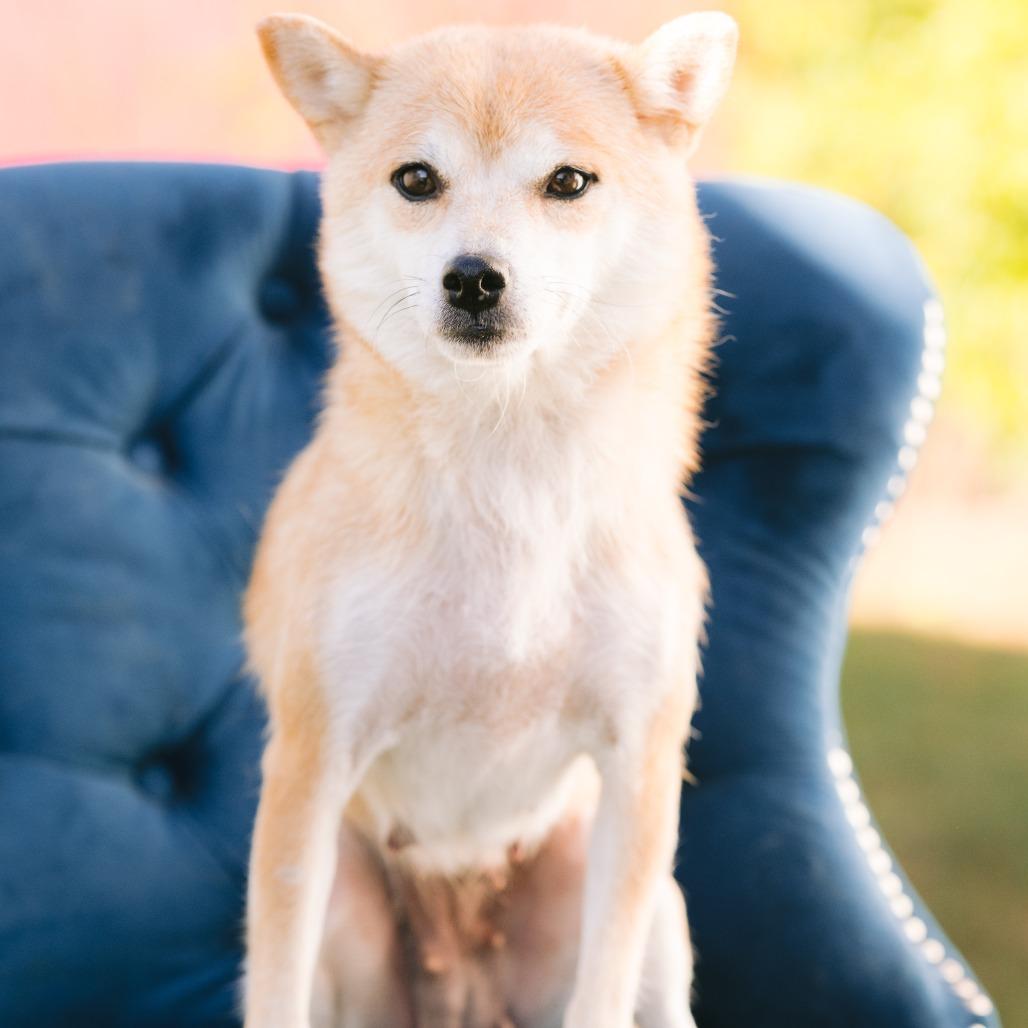 Enlarge Saknko, a Adoptable Shiba Inu in Zionsville, IN image 1/1