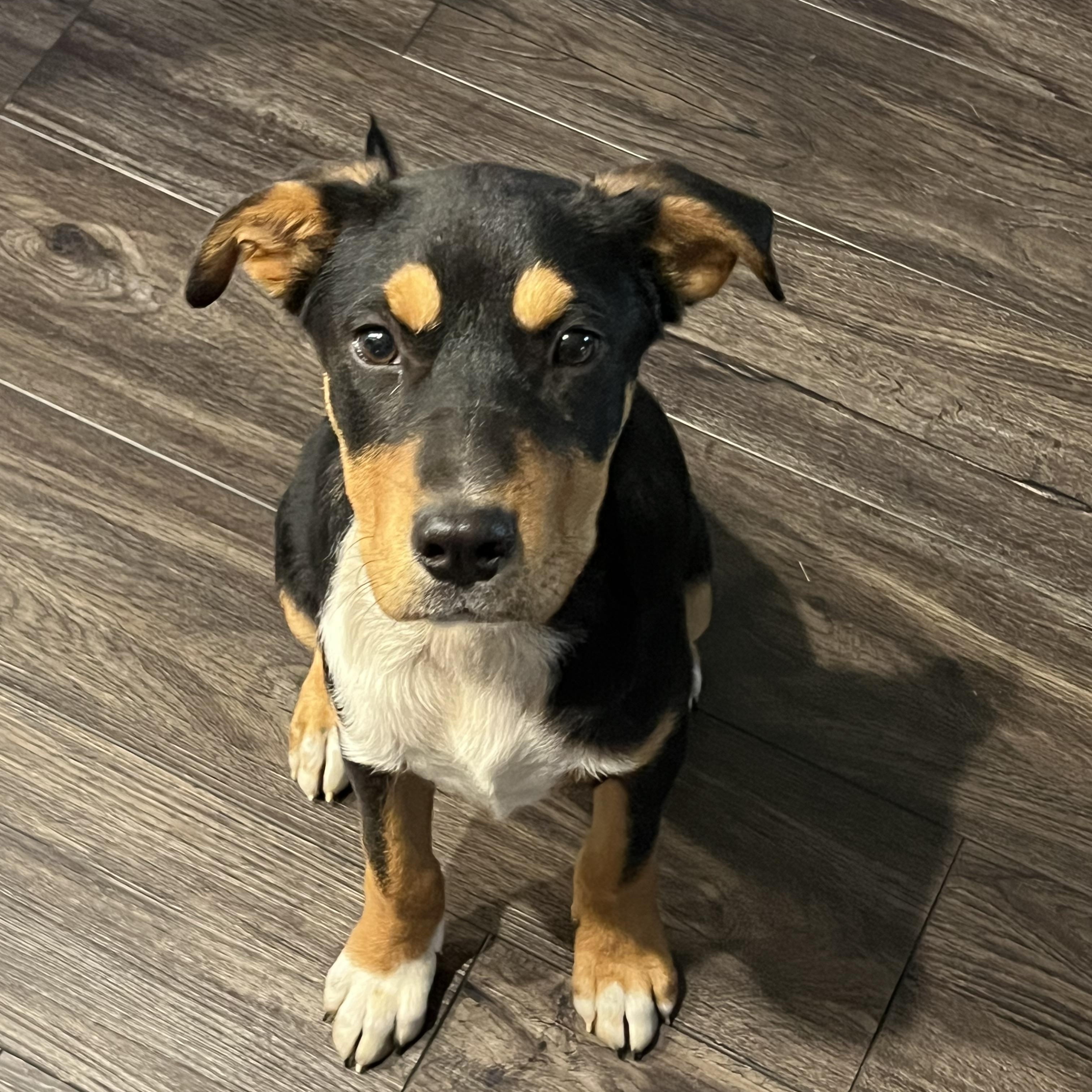 Vilma , an adopted mixed breed in Holmen, WI image 4/6