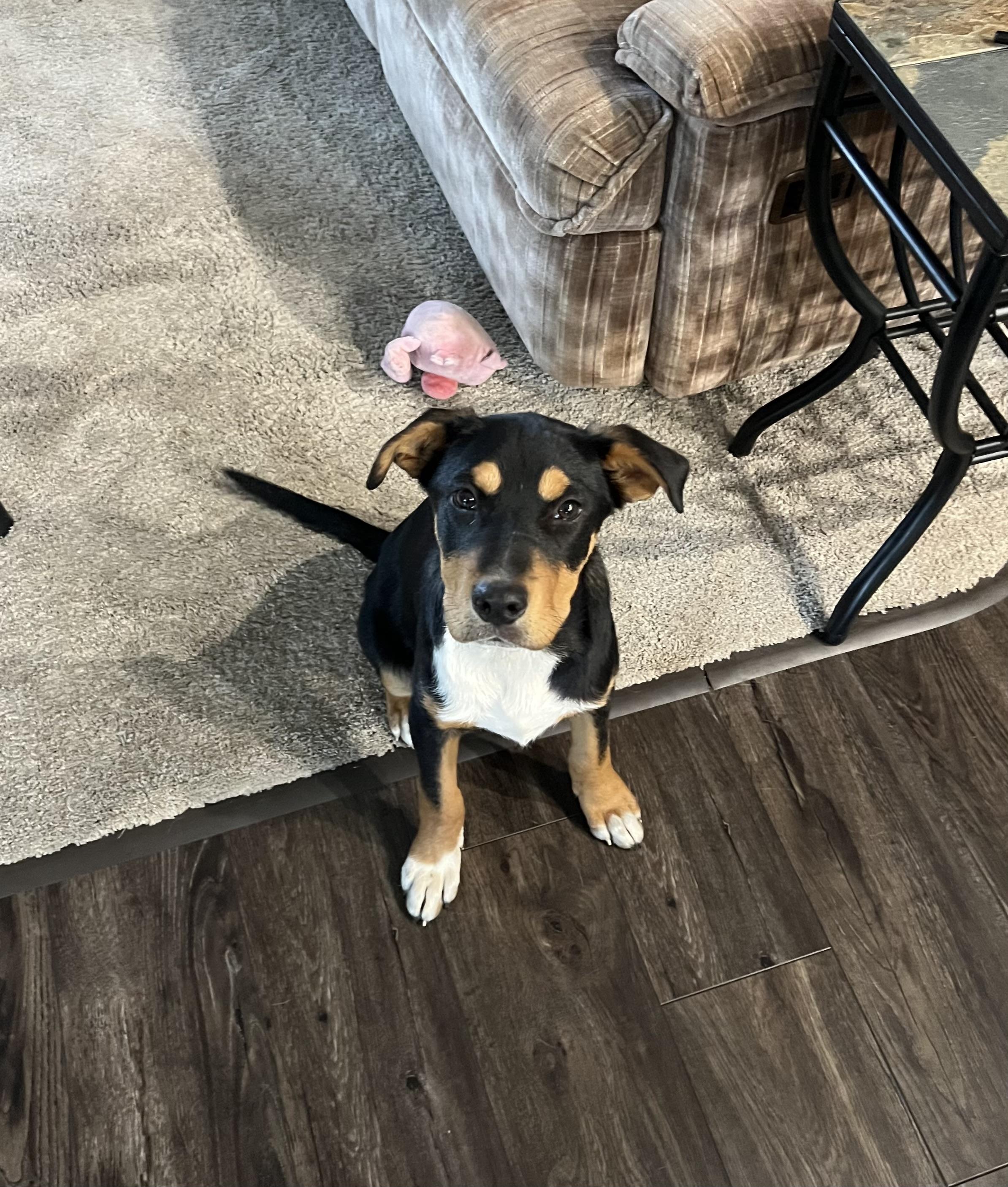 Vilma , an adopted mixed breed in Holmen, WI image 3/6