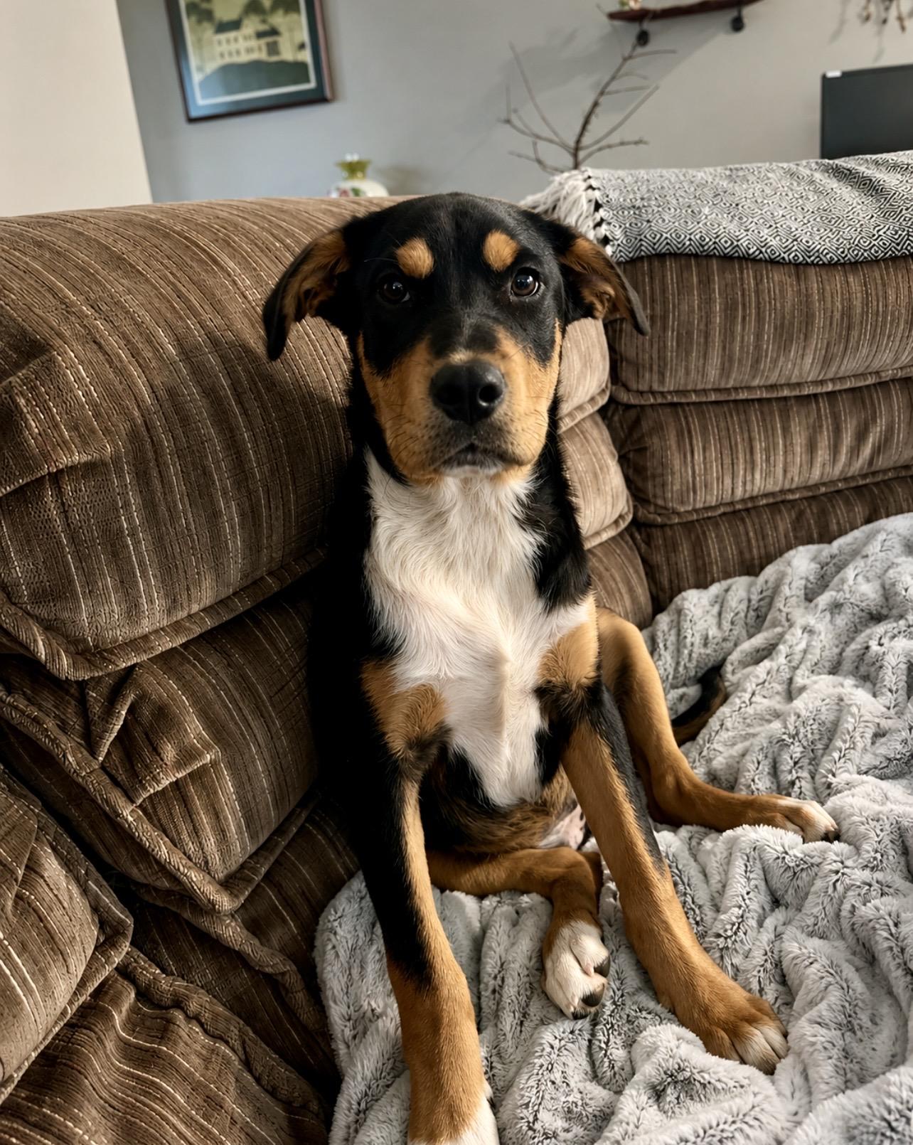 Vilma , an adopted mixed breed in Holmen, WI image 1/6