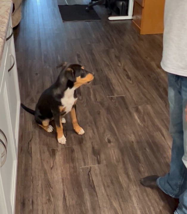 Enlarge Vilma , an adopted mixed breed in Holmen, WI video 2/6