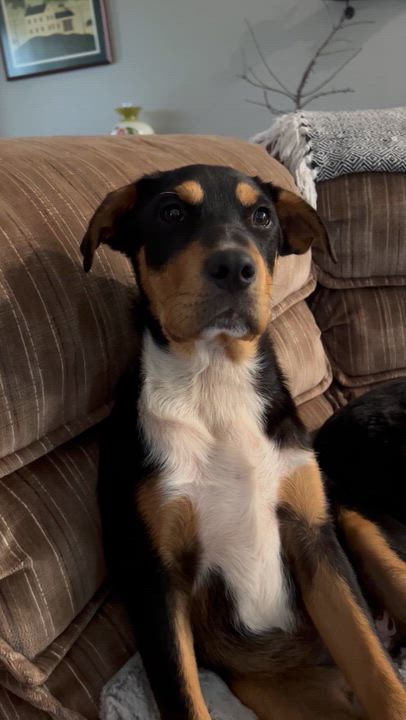 Enlarge Vilma , an adopted mixed breed in Holmen, WI video 6/6