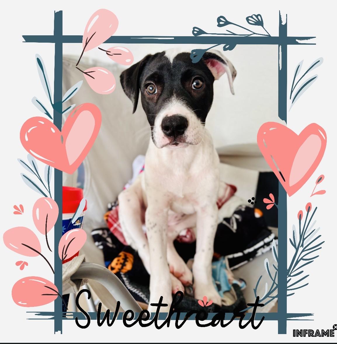 Trina, an adopted mixed breed in Inverness, FL image 1/5