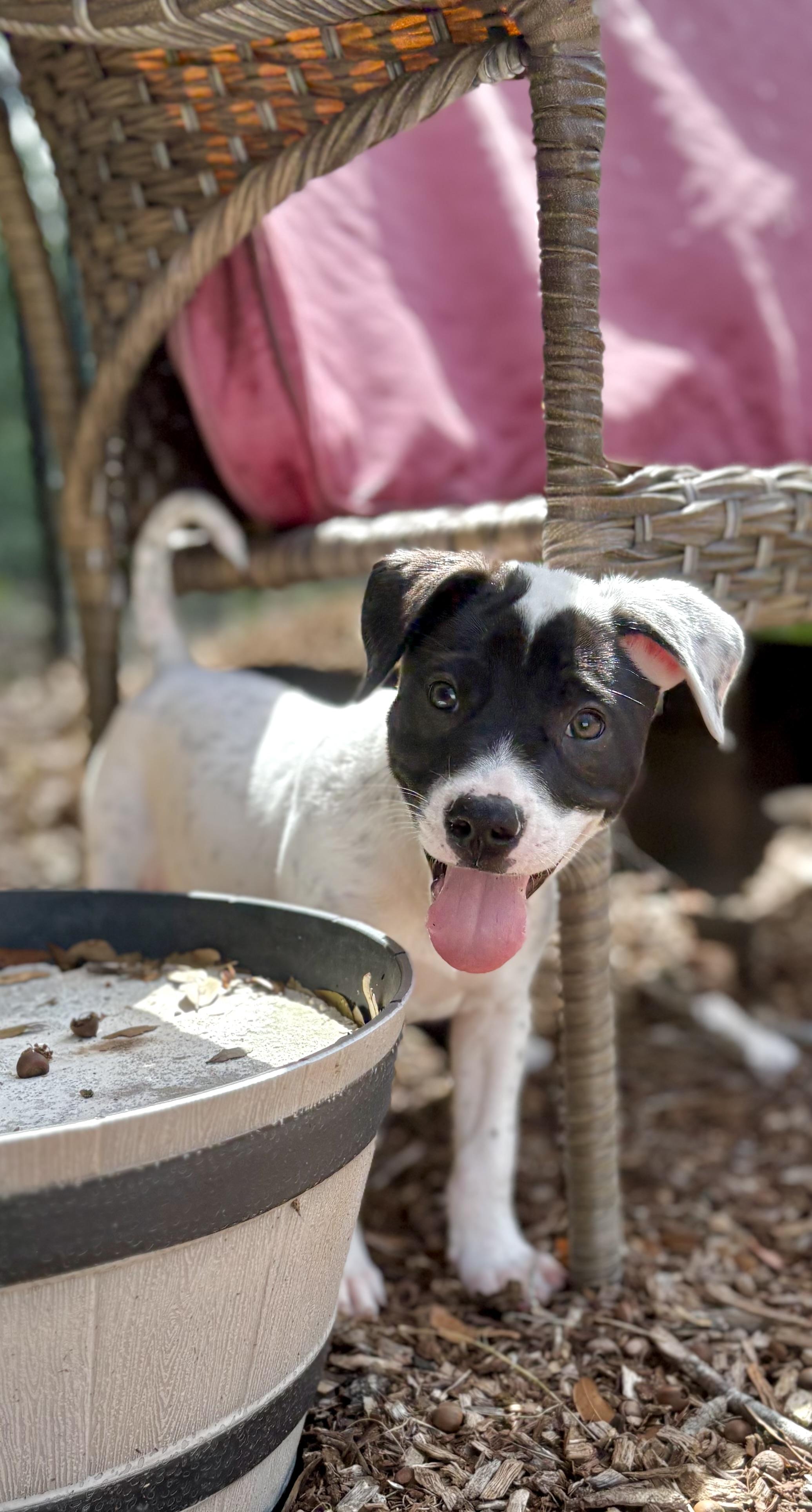 Trina, an adopted mixed breed in Inverness, FL image 2/5