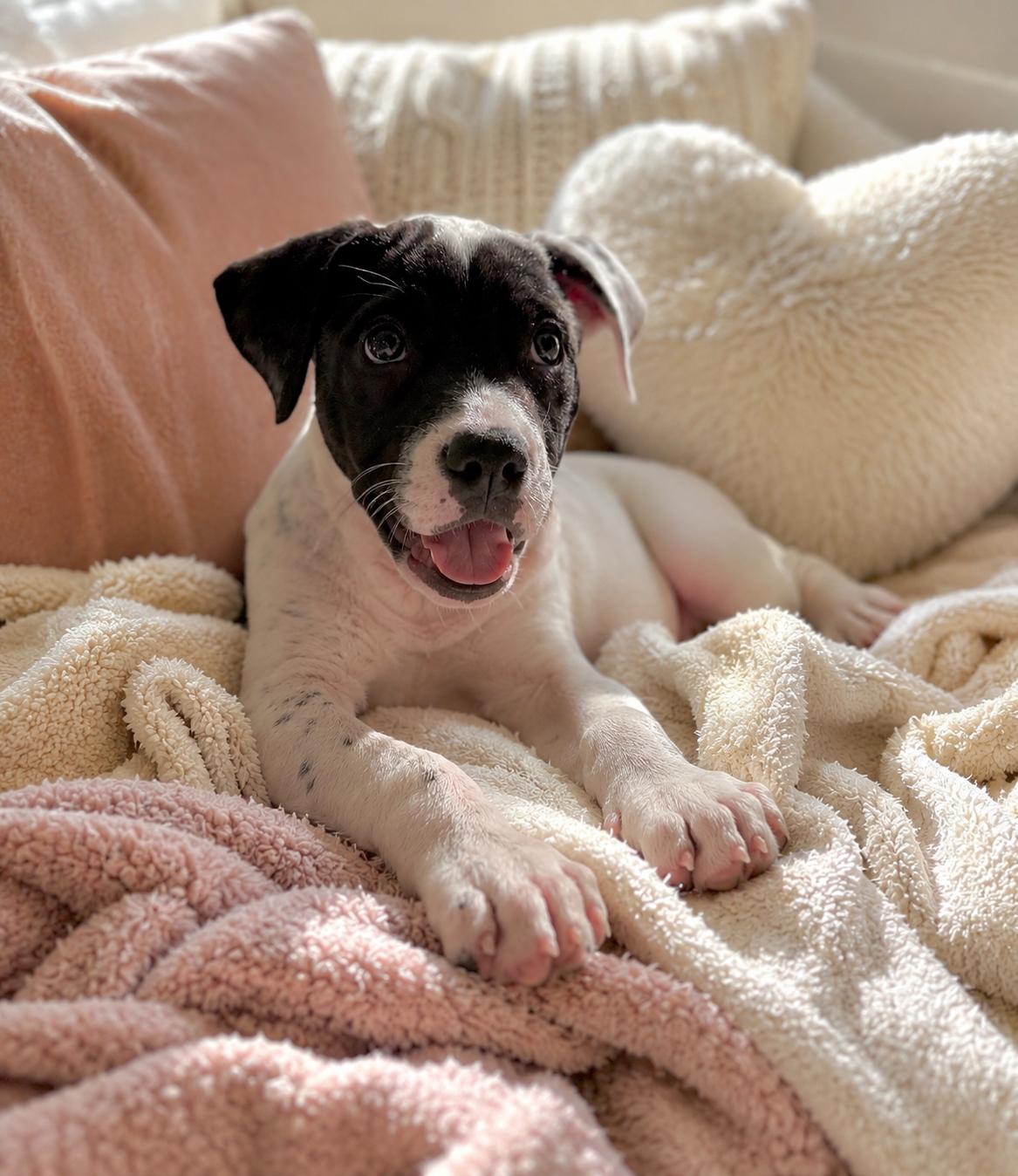 Trina, an adopted mixed breed in Inverness, FL image 4/5