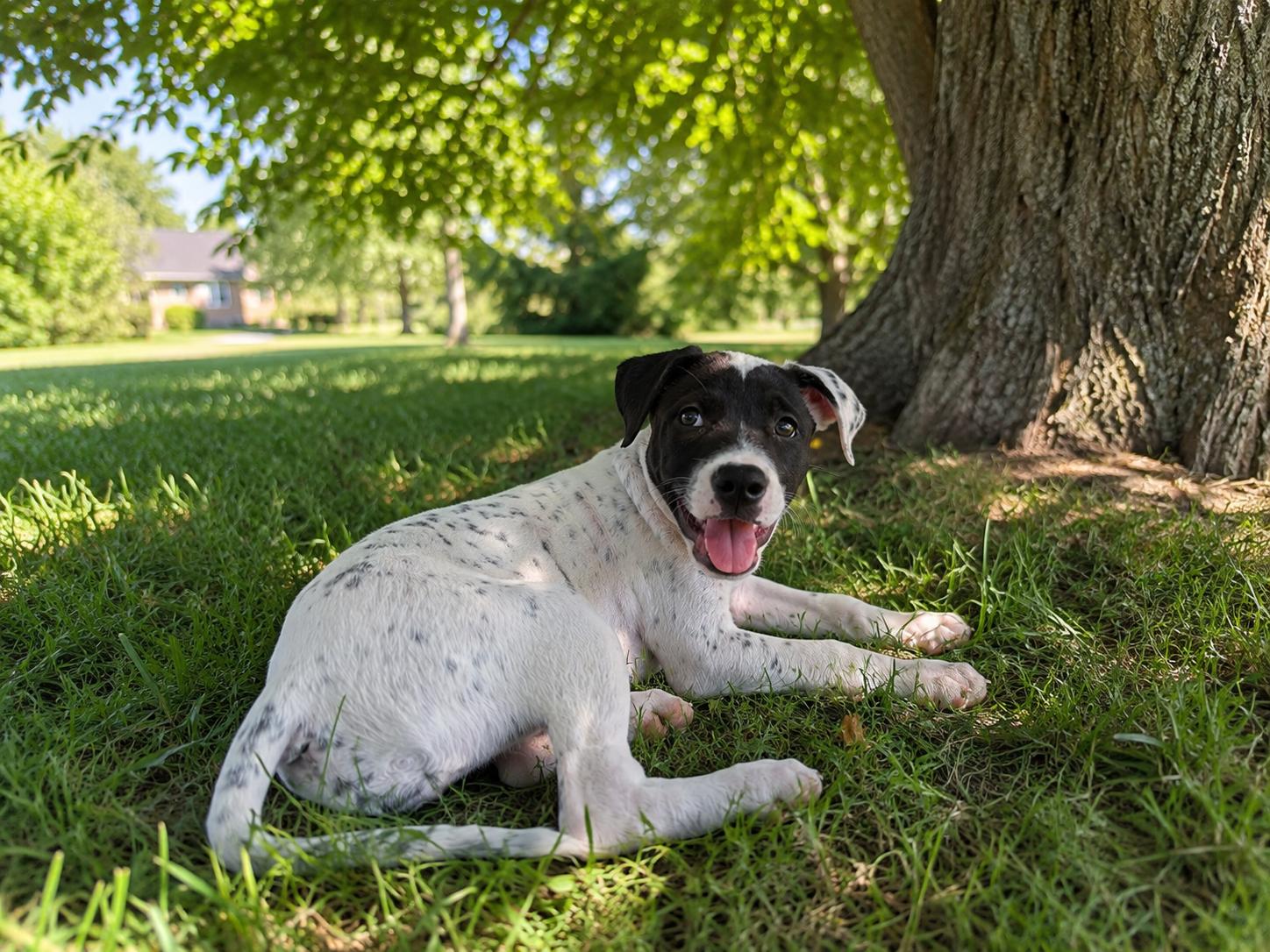 Trina, an adopted mixed breed in Inverness, FL image 5/5