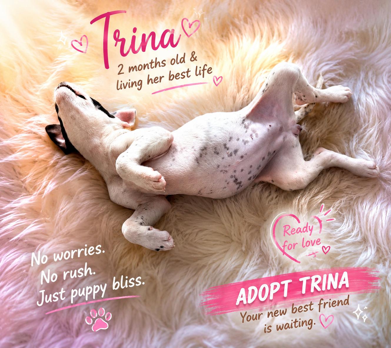 Trina, an adopted mixed breed in Inverness, FL image 3/5