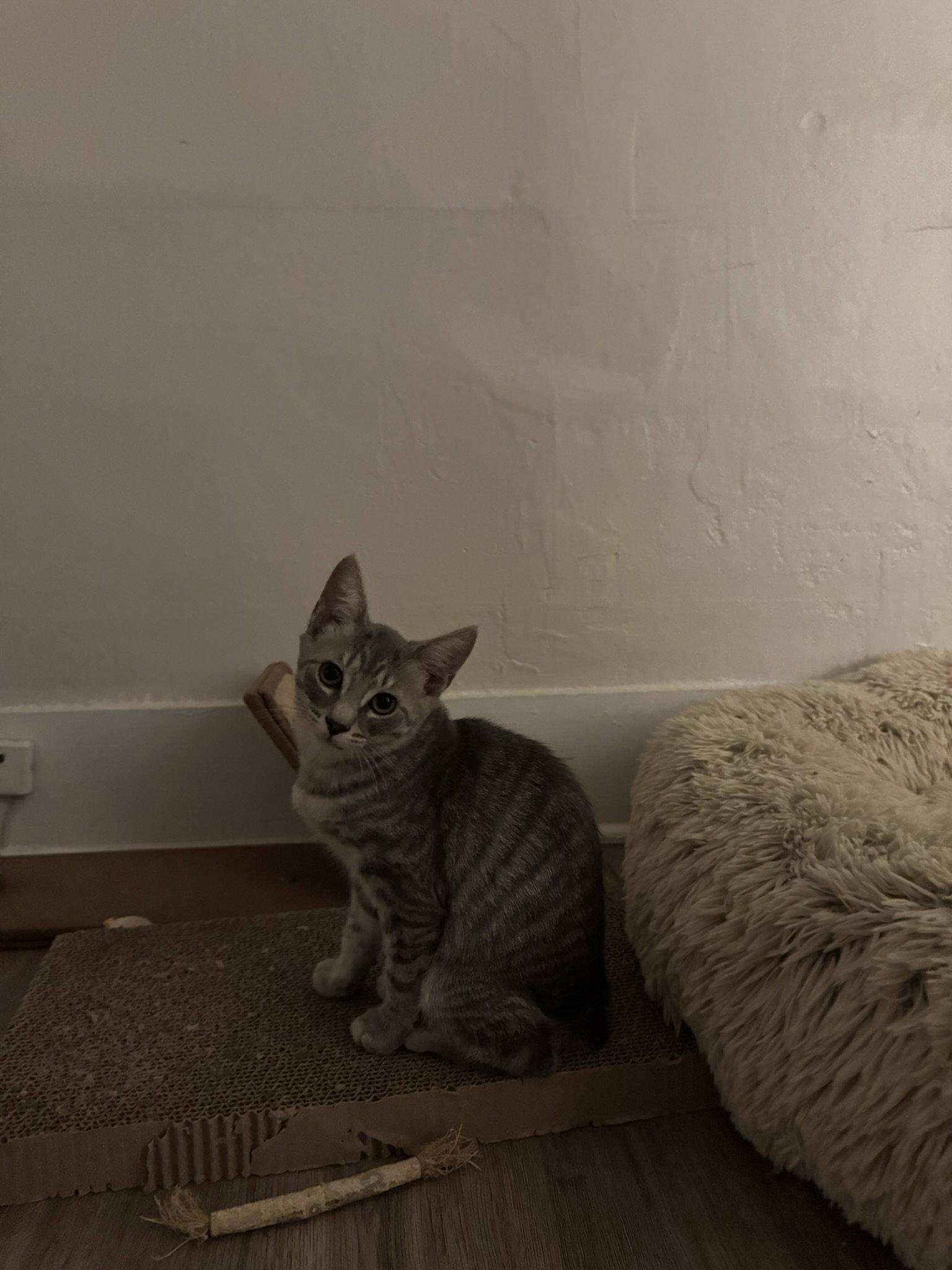 Enlarge Bobby, a Adopted Domestic Short Hair in East Derry, NH image 1/2