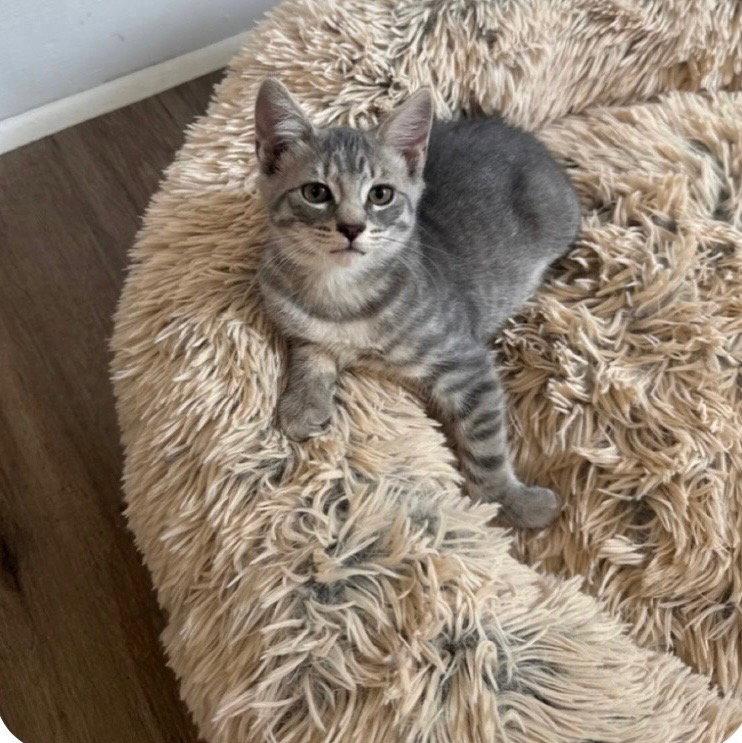 Enlarge Bobby, a Adopted Domestic Short Hair in East Derry, NH image 2/2
