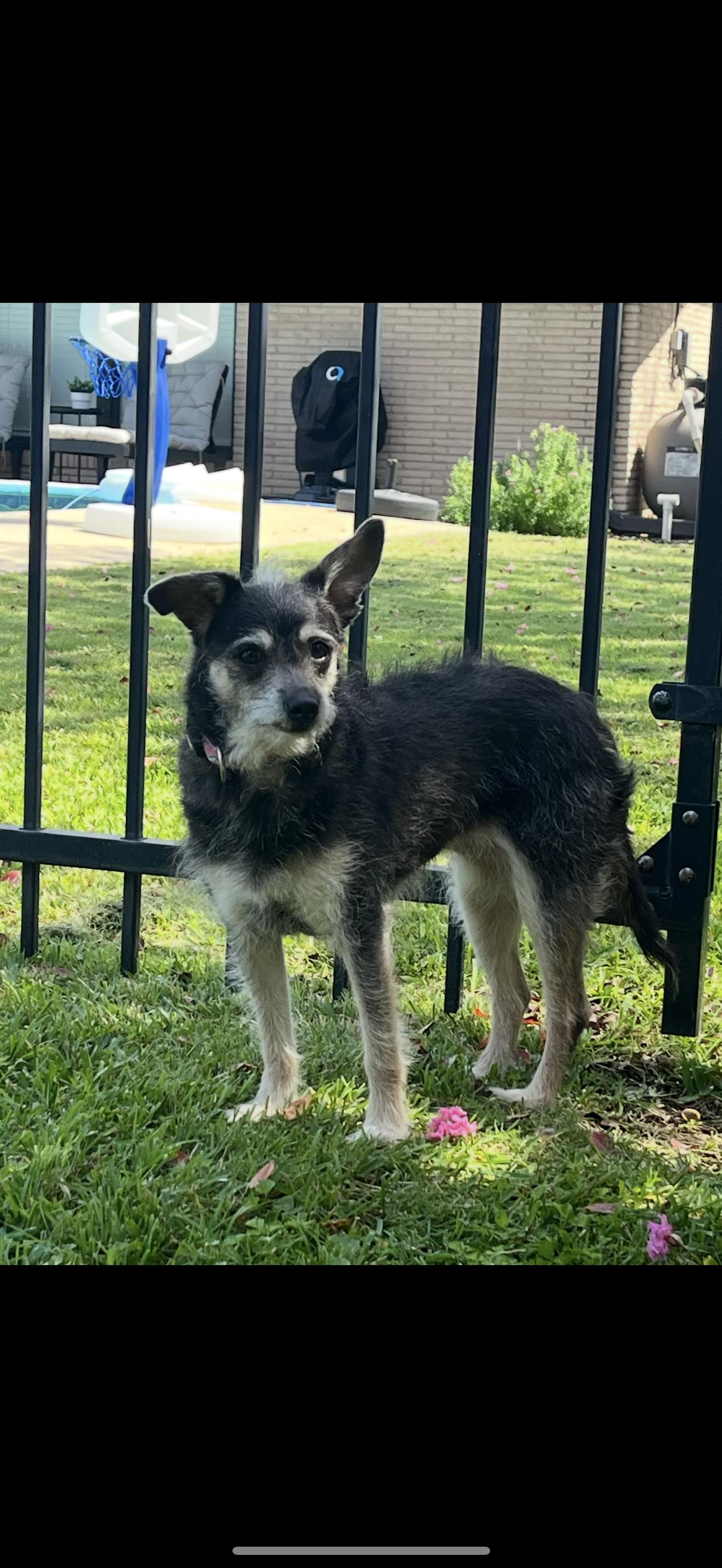 Peanut, a Adoptable mixed breed in Texarkana, TX image 1/5