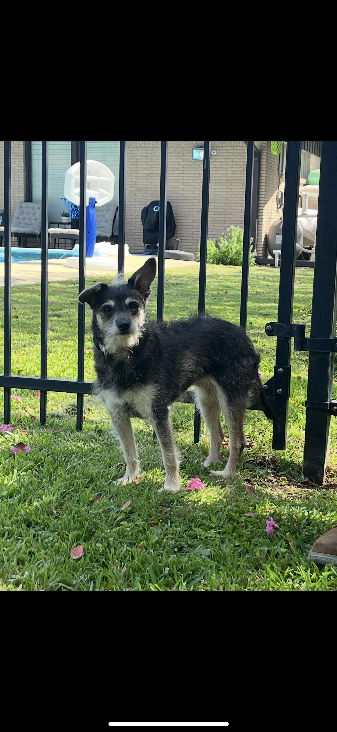 Peanut, a Adoptable mixed breed in Texarkana, TX image 2/5