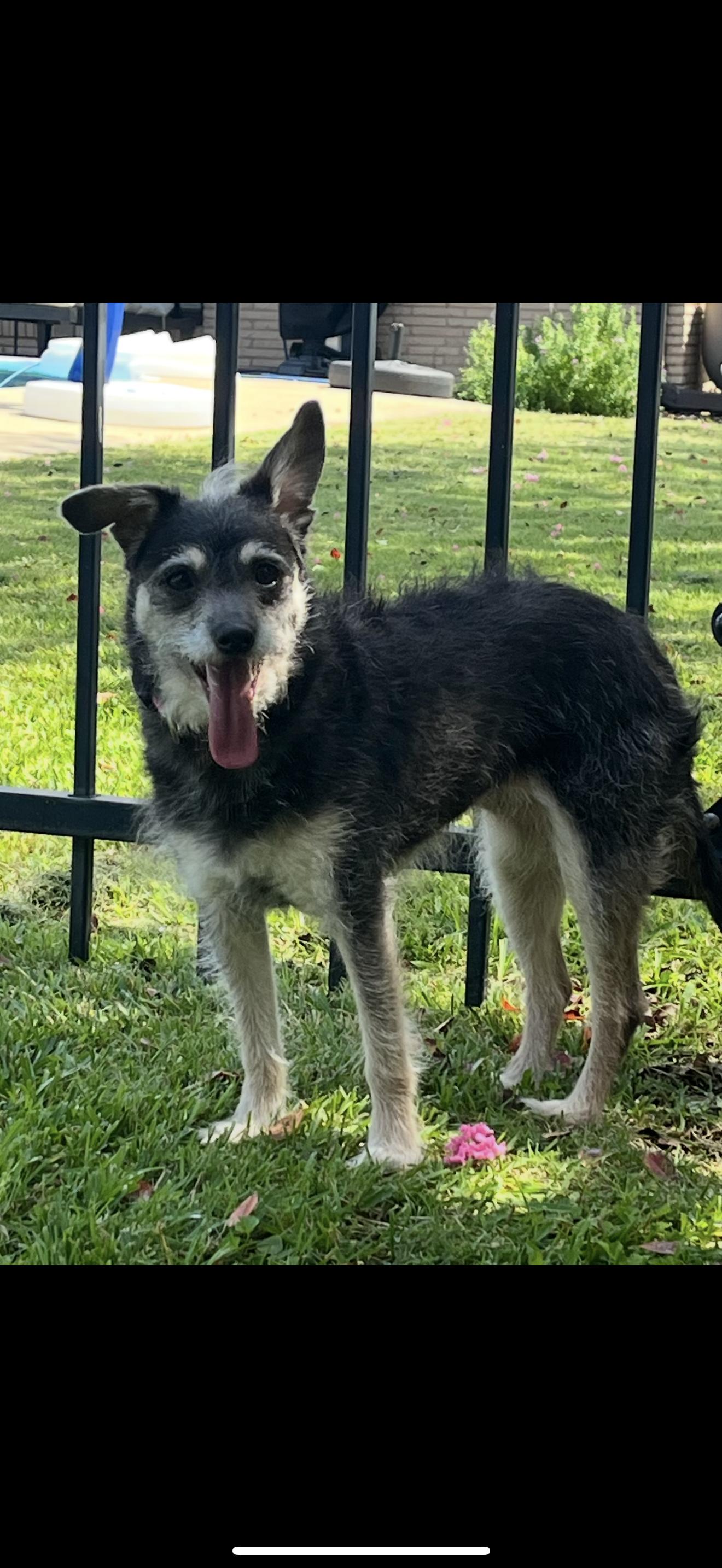 Peanut, a Adoptable mixed breed in Texarkana, TX image 3/5