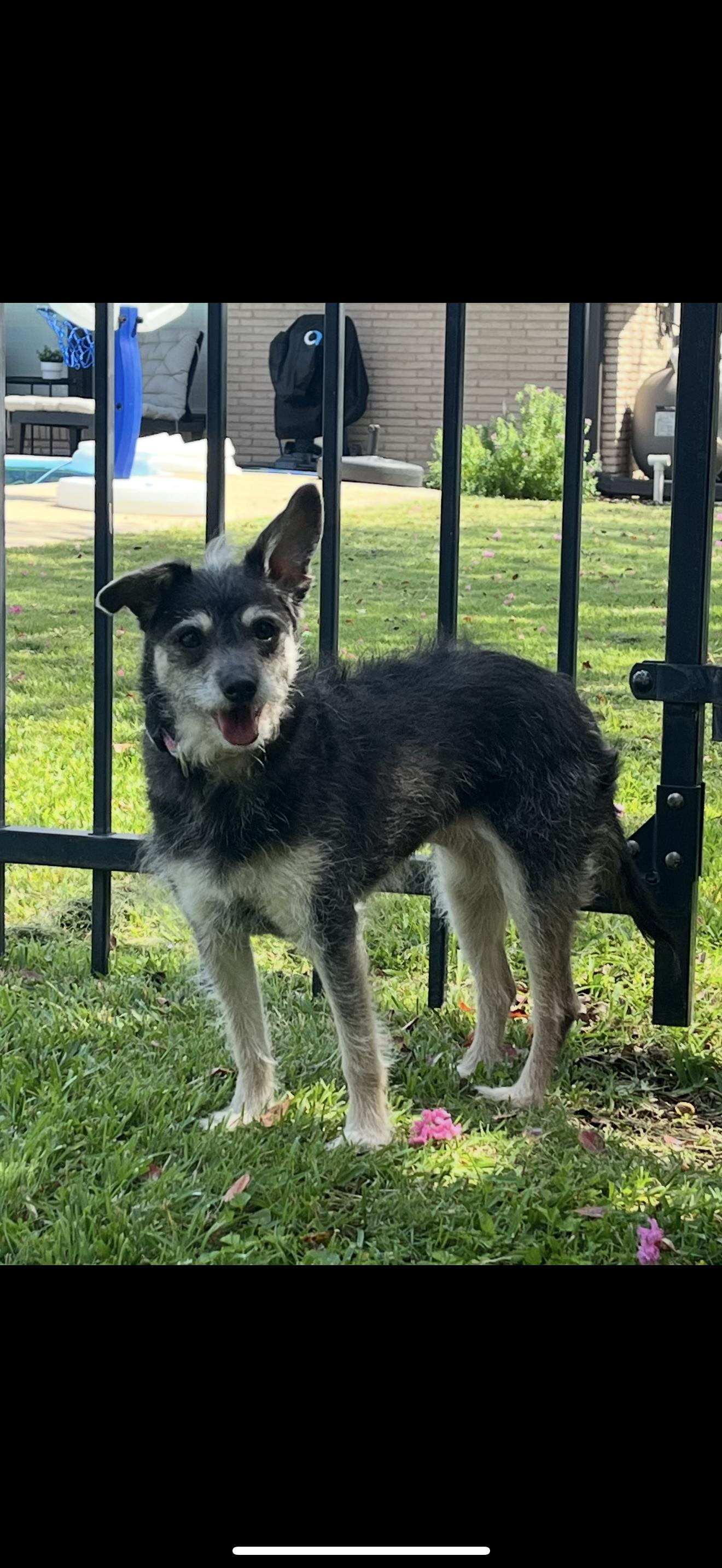 Peanut, a Adoptable mixed breed in Texarkana, TX image 4/5