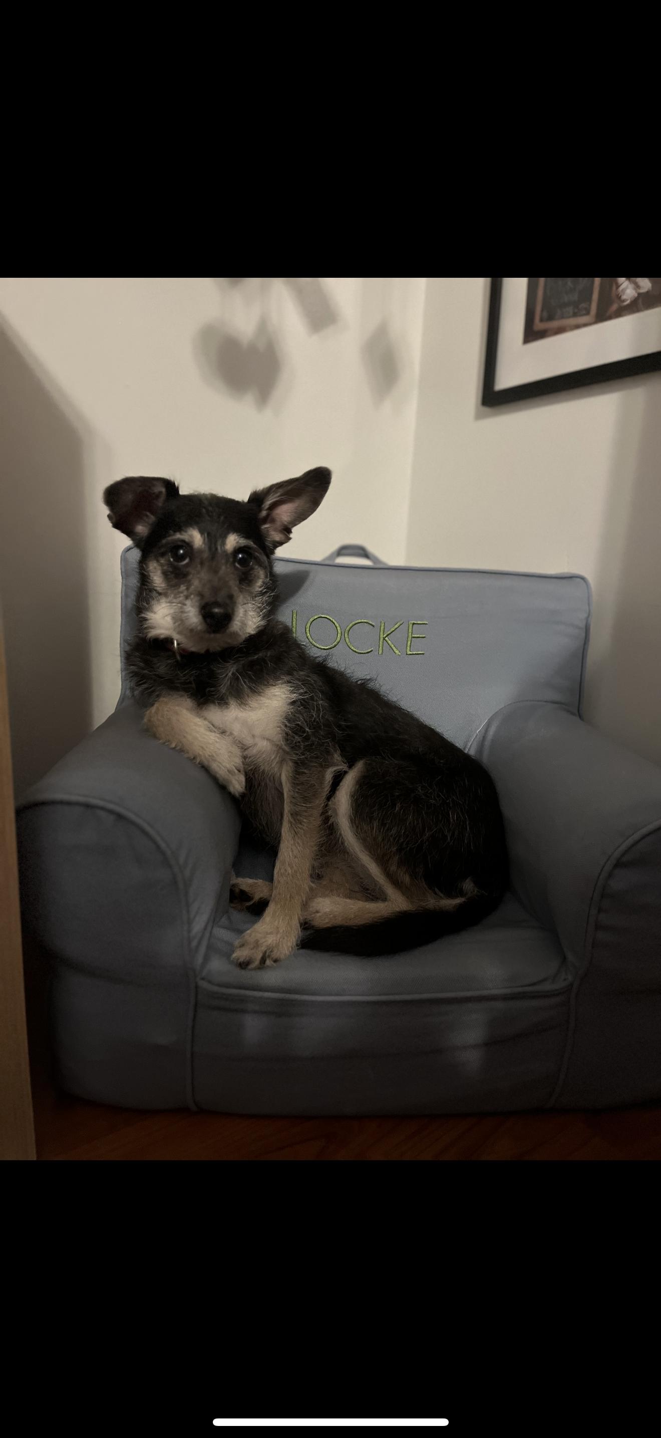 Peanut, a Adoptable mixed breed in Texarkana, TX image 5/5