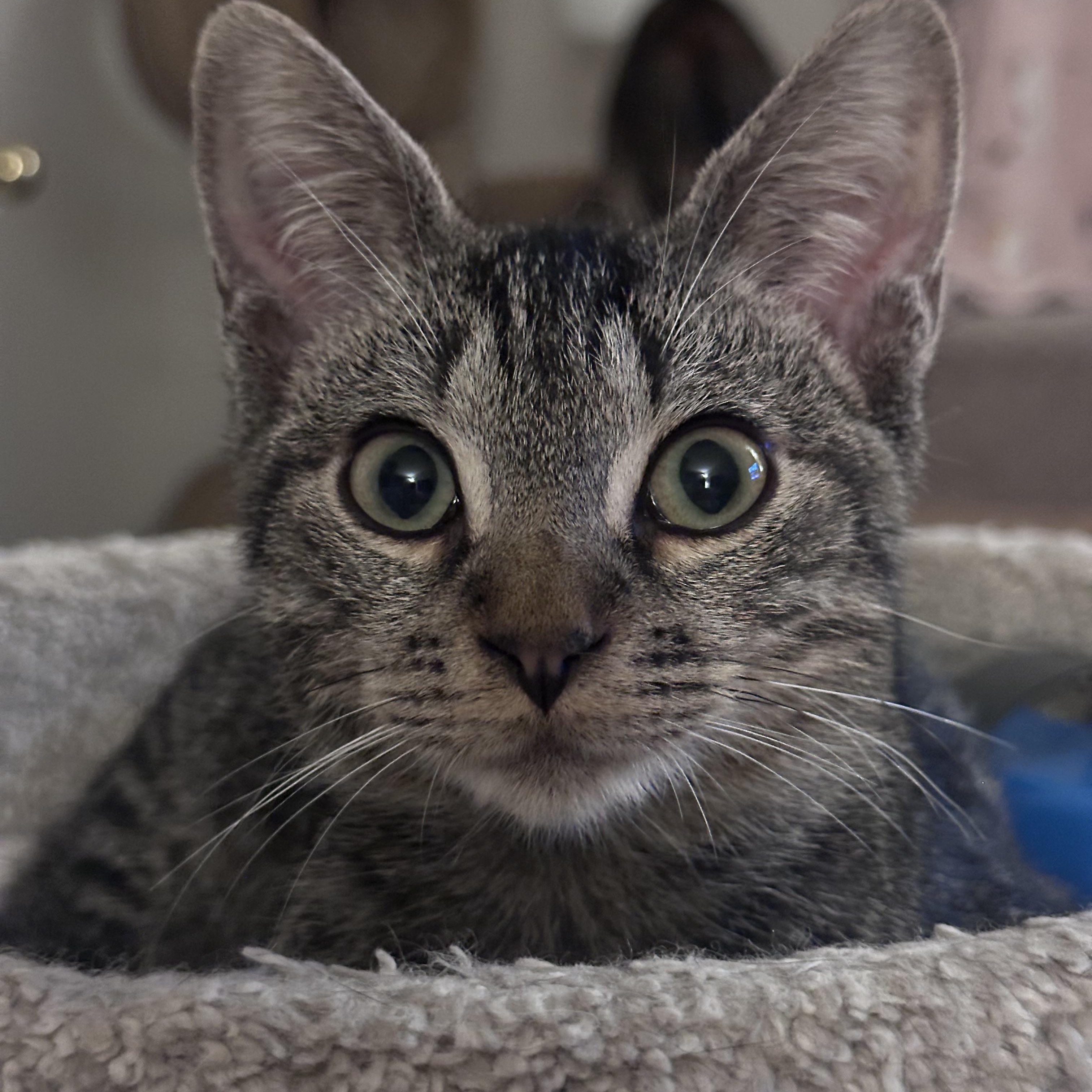 Oscar photo