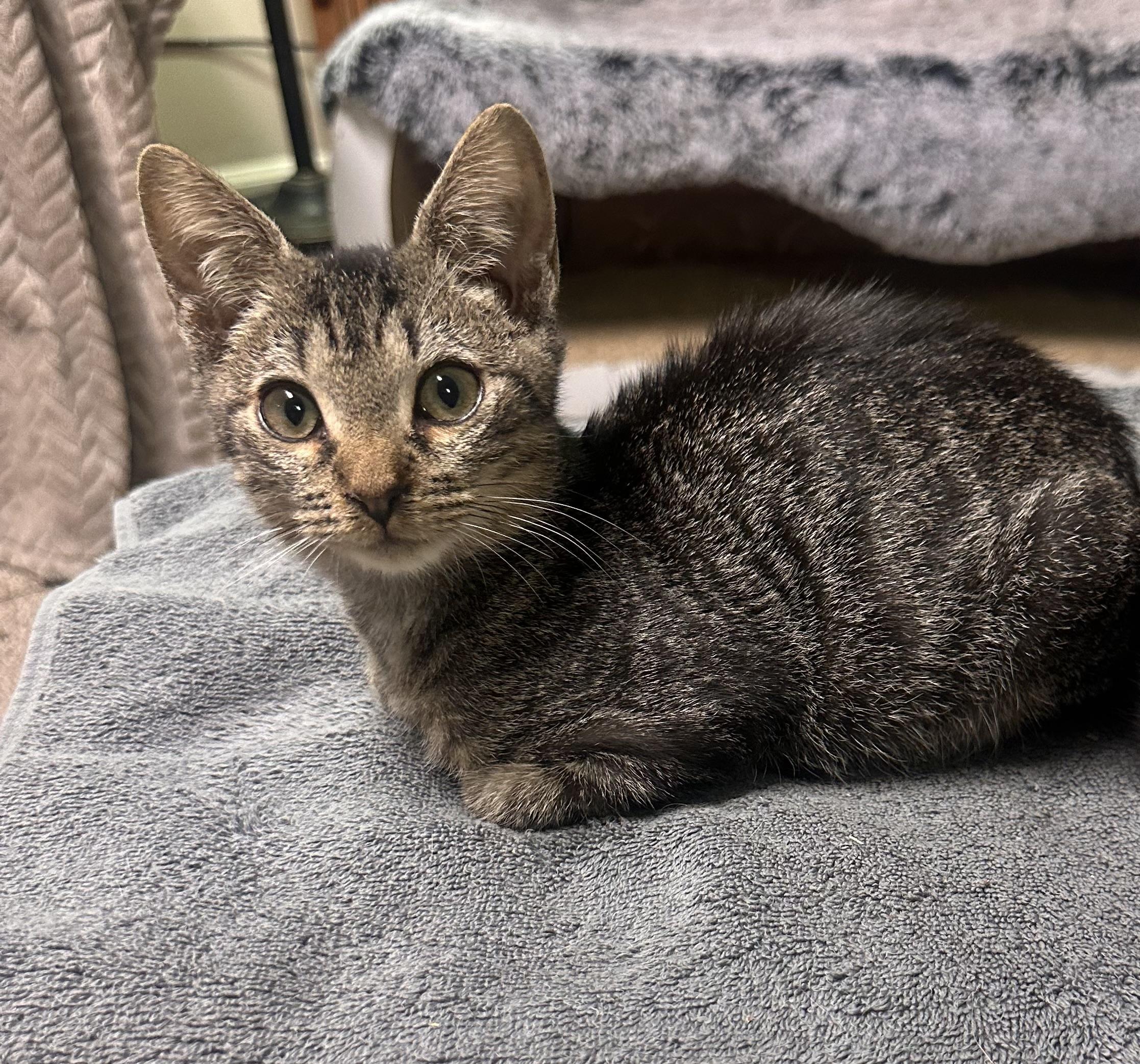 Enlarge Oscar, a Adoptable mixed breed in Atlanta, GA image 5/5
