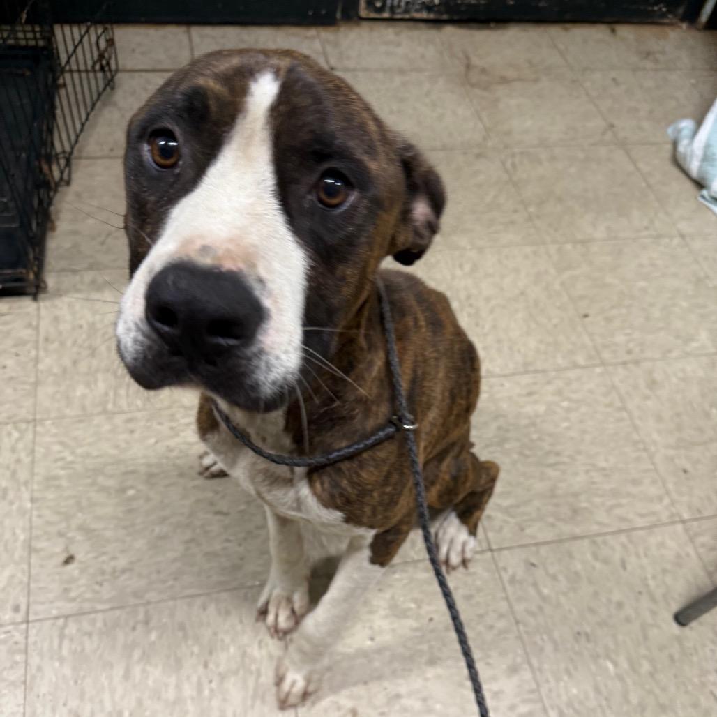 Bongo, Adoptable, Adult Male Mixed Breed.