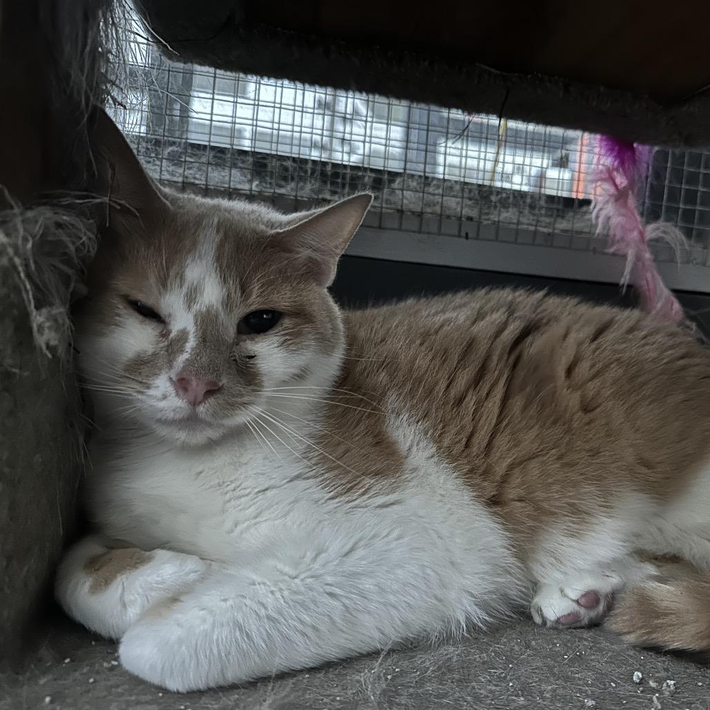 Charlie, Adoptable, Adult Male Domestic Short Hair.