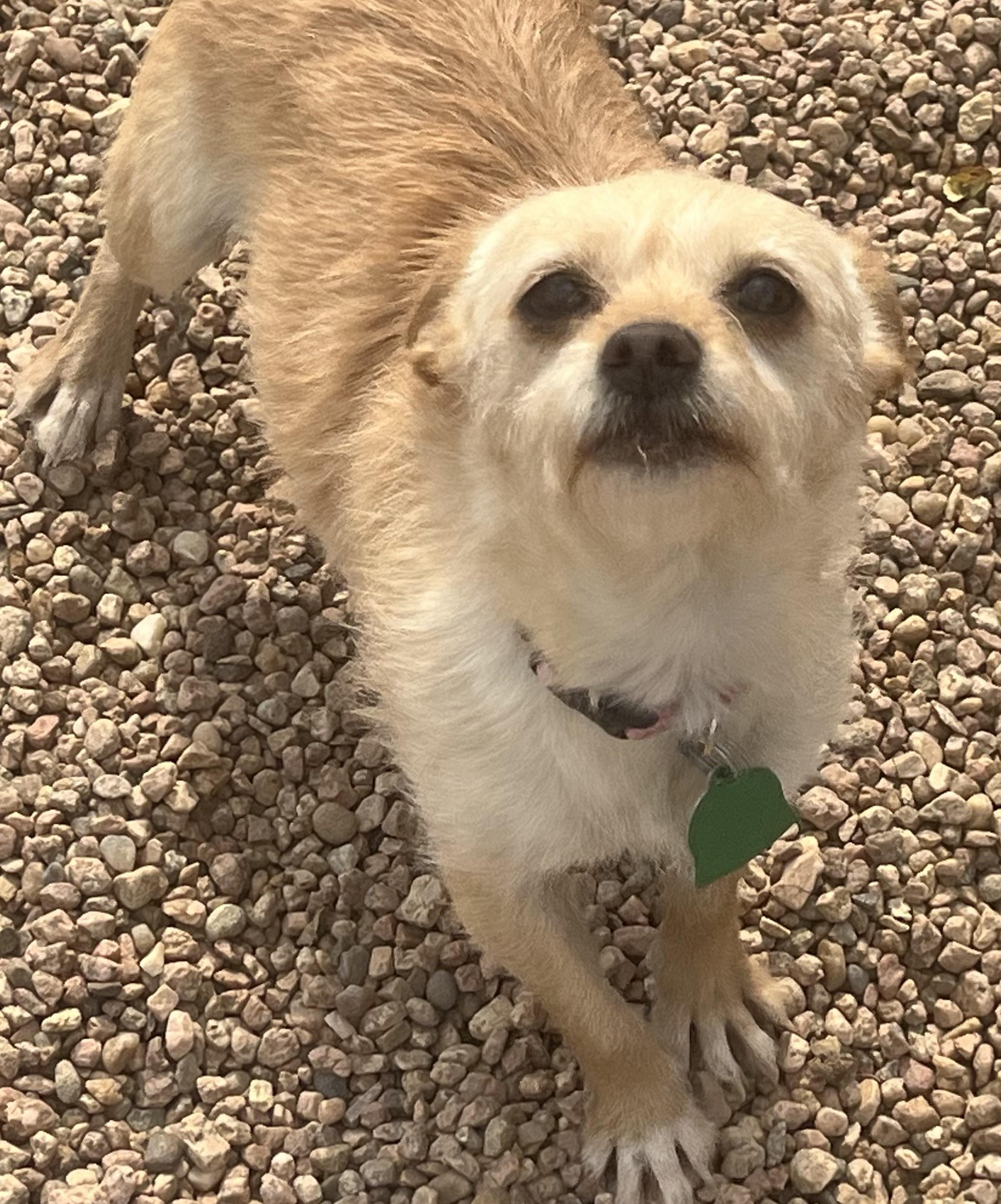 Enlarge Lovebug, a Adoptable mixed breed in Longmont, CO image 1/1