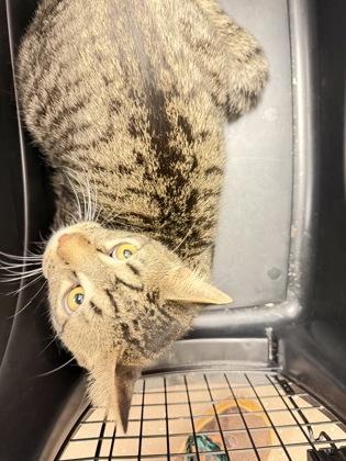 Enlarge Arthur, a Adoptable mixed breed in South Bend, IN image 1/1