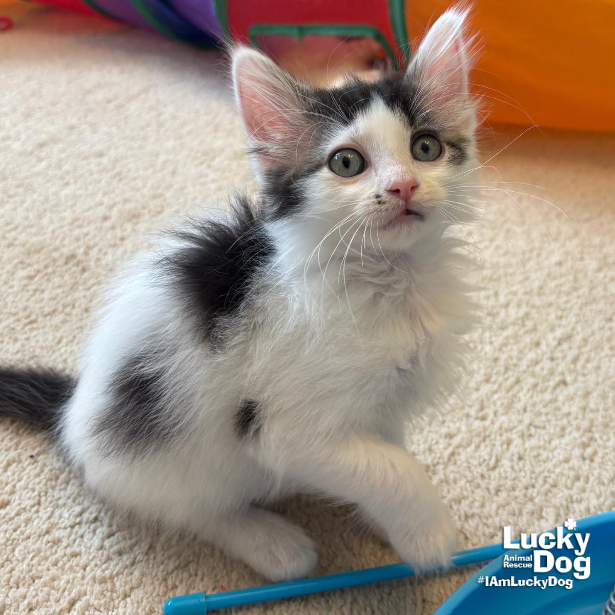 Enlarge Sneaker, a Adopted Domestic Medium Hair in Washington, DC image 1/3