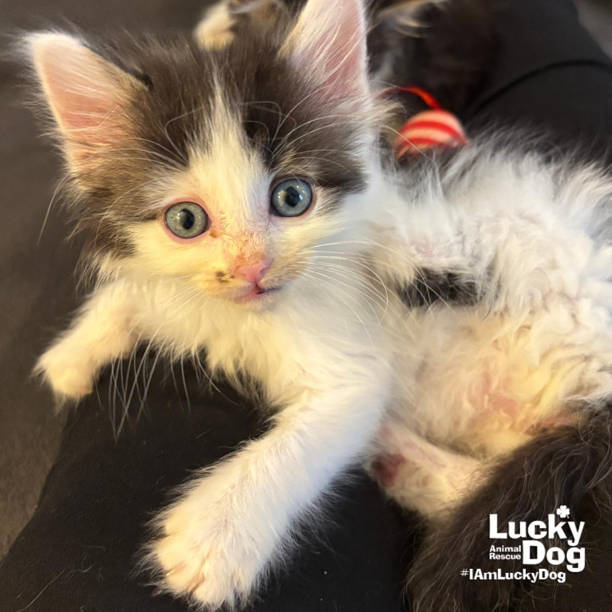 Enlarge Sneaker, a Adoptable Domestic Medium Hair in Washington, DC image 1/3