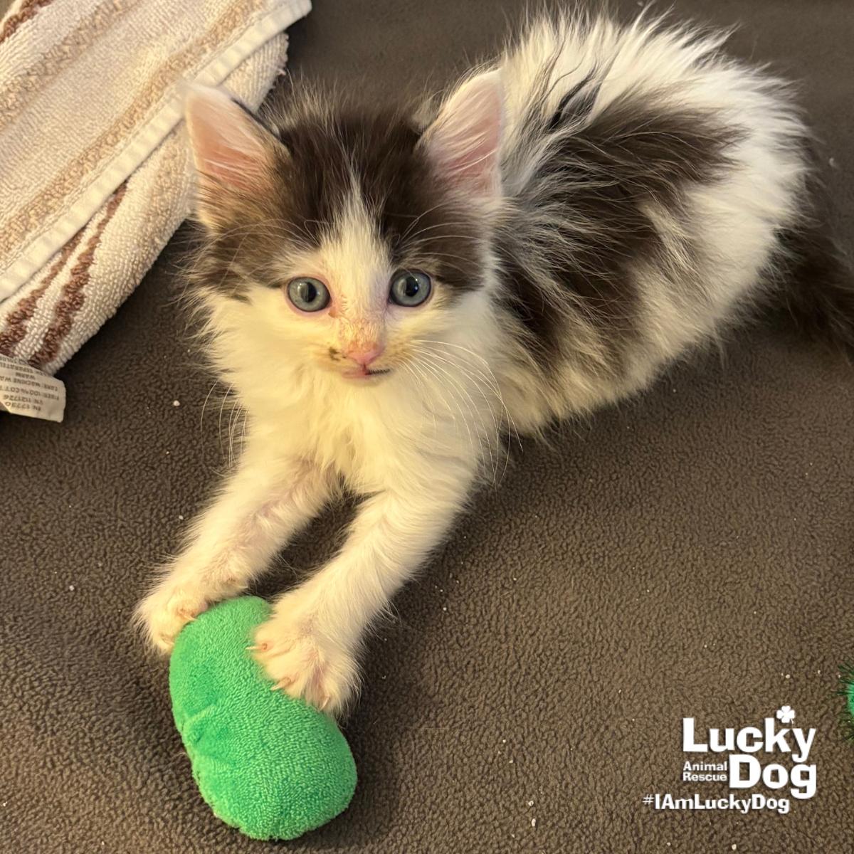 Enlarge Sneaker, a Adoptable Domestic Medium Hair in Washington, DC image 2/3