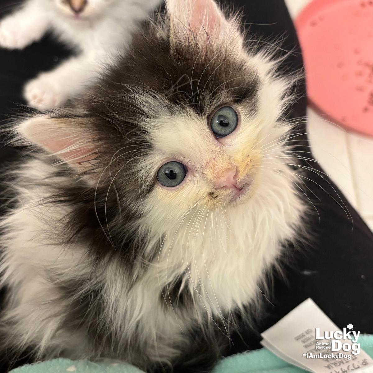 Enlarge Sneaker, a Adoptable Domestic Medium Hair in Washington, DC image 3/3