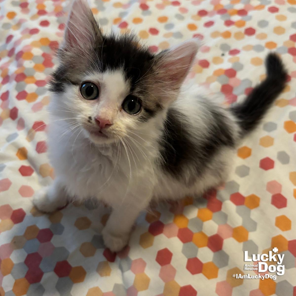 Enlarge Sneaker, a Adopted Domestic Medium Hair in Washington, DC image 2/3