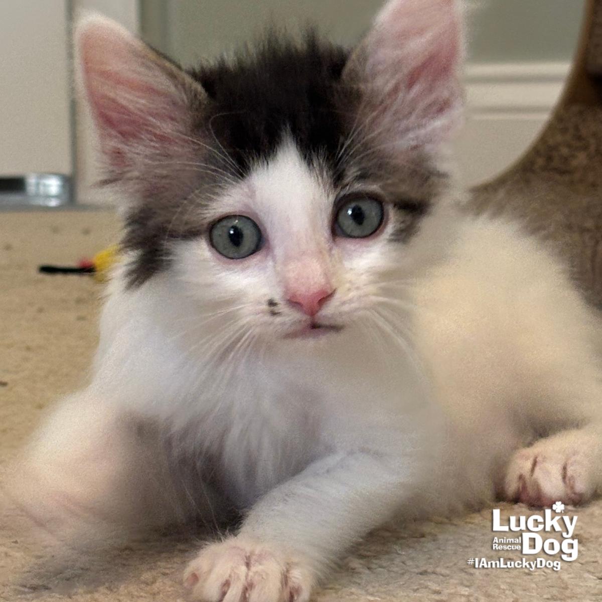 Enlarge Sneaker, a Adopted Domestic Medium Hair in Washington, DC image 3/3