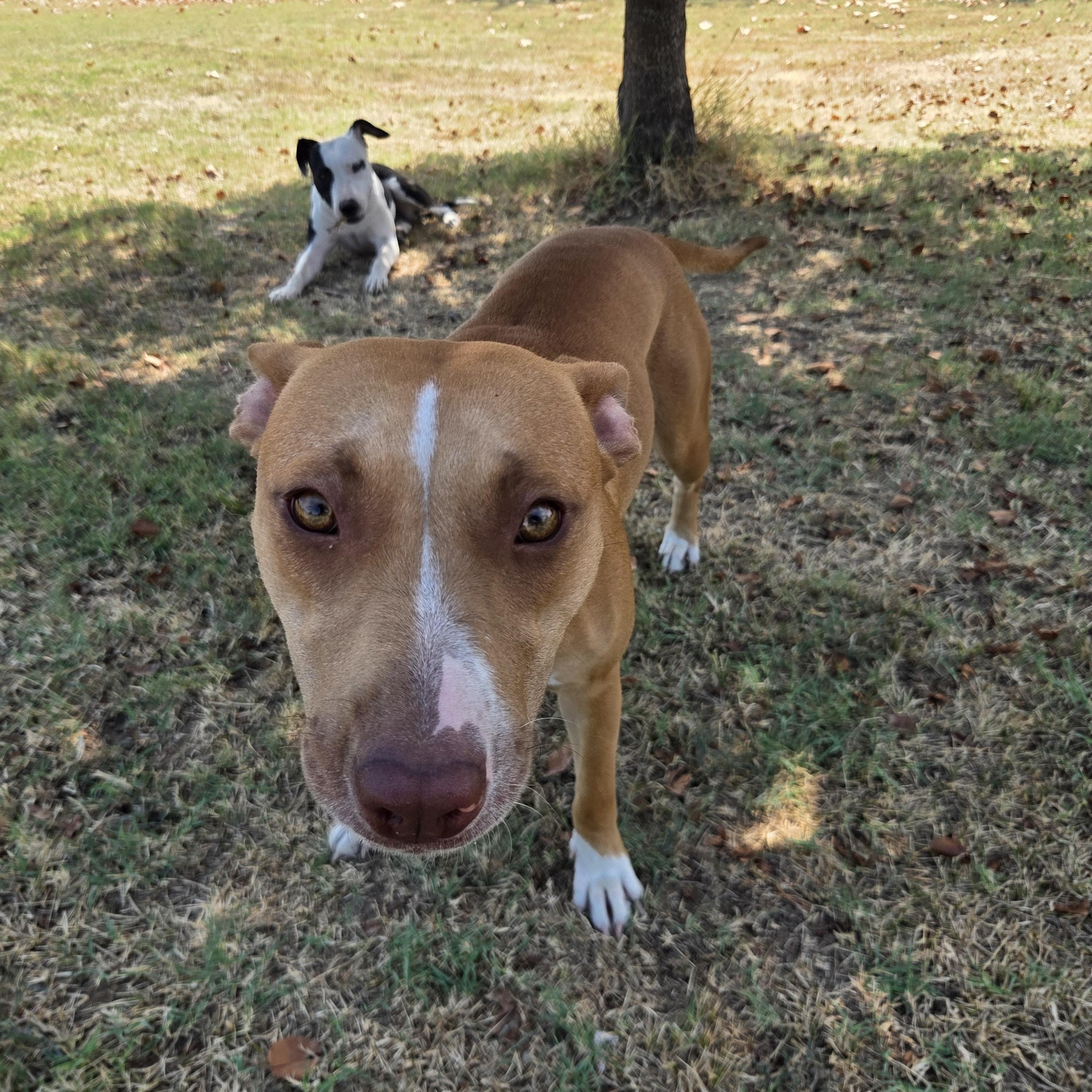 Enlarge Kaya, a Adoptable mixed breed in Owasso, OK image 2/6