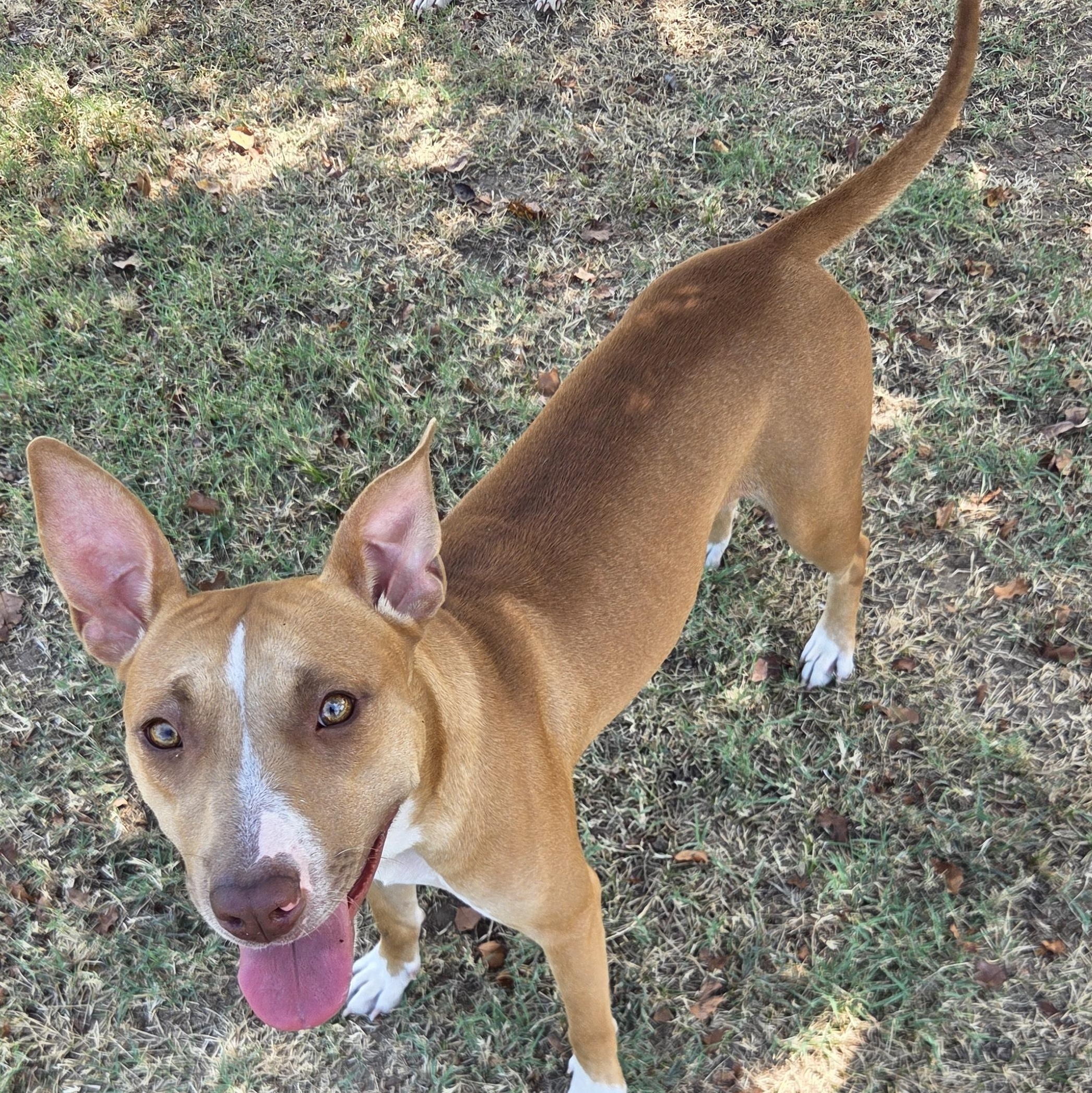 Kaya, Adoptable, Young Female Black Mouth Cur & Pit Bull Terrier.