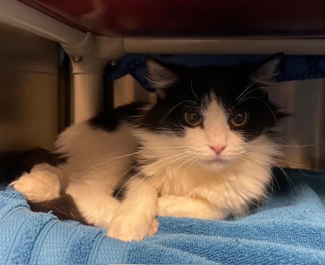 Enlarge Meanie, an adopted Domestic Long Hair in Prudenville, MI image 1/1