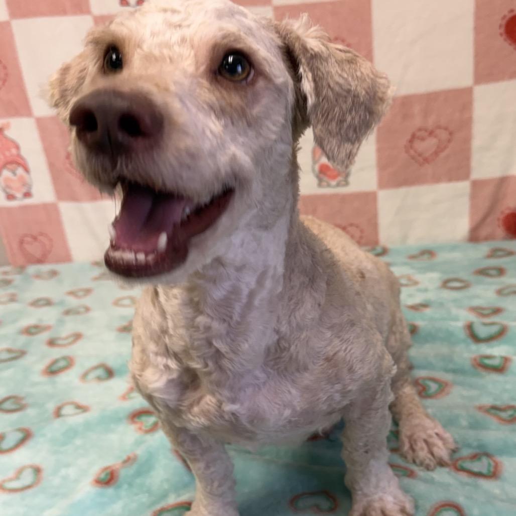 Enlarge Zephyr, a Adoptable mixed breed in Bryan, TX image 1/3