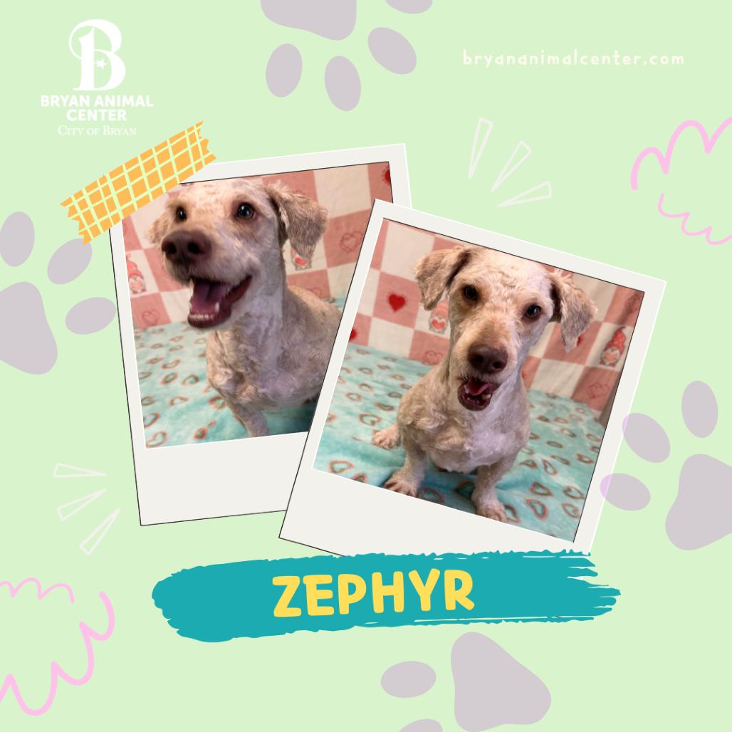Enlarge Zephyr, a Adoptable mixed breed in Bryan, TX image 2/3