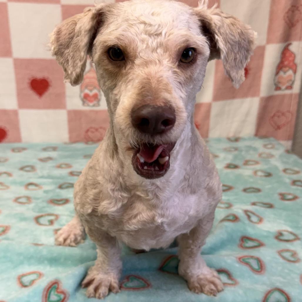 Enlarge Zephyr, a Adoptable mixed breed in Bryan, TX image 2/3