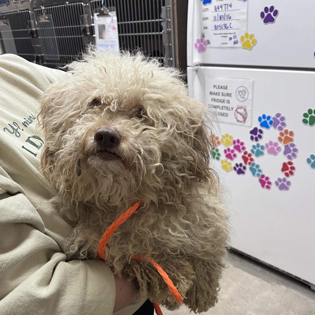 Enlarge Zephyr, a Adoptable mixed breed in Bryan, TX image 3/3