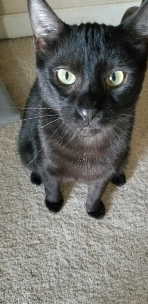 Enlarge Coal, a Adoptable mixed breed in Douglasville, GA image 1/1