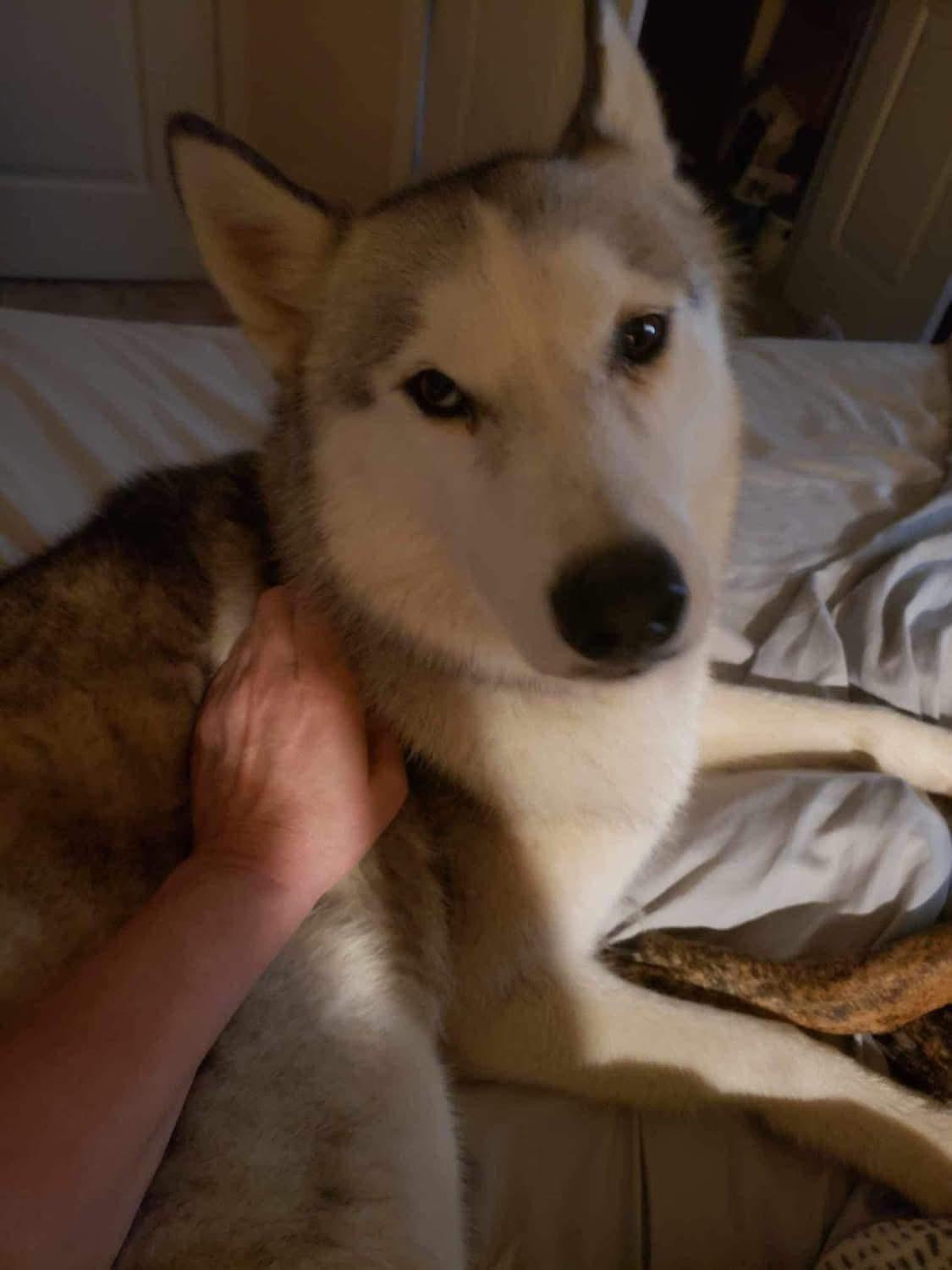 Gemma, ADOPTABLE, Adult Female Husky.