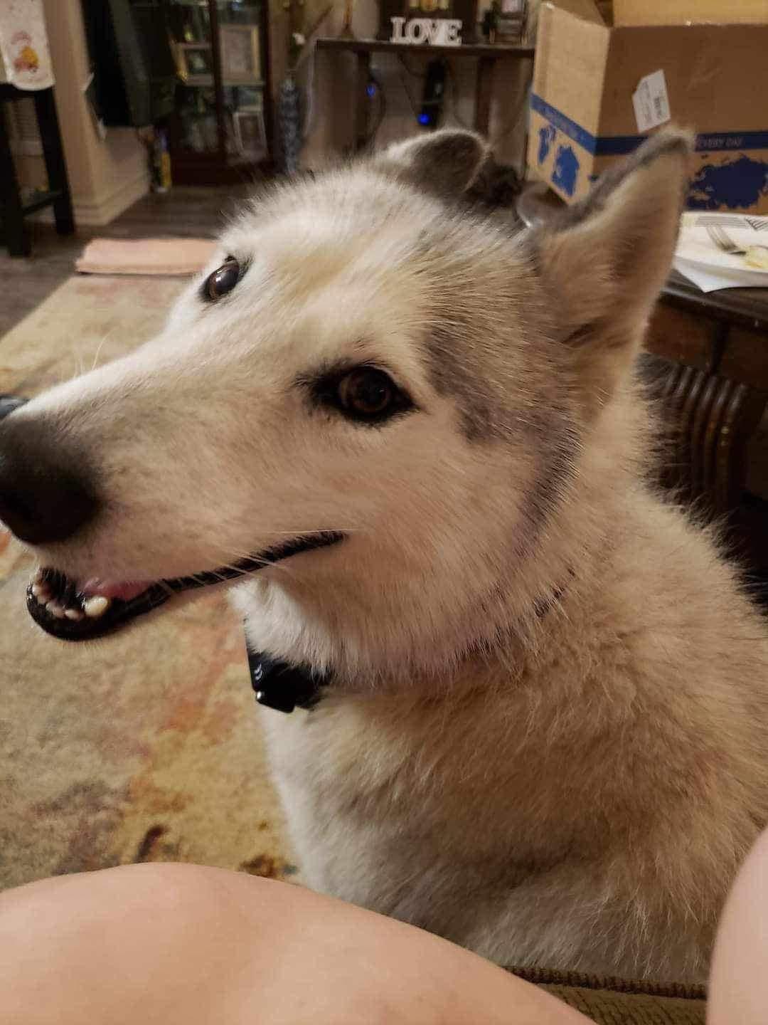 Enlarge Gemma, a ADOPTABLE Husky in Bronson, TX image 2/3