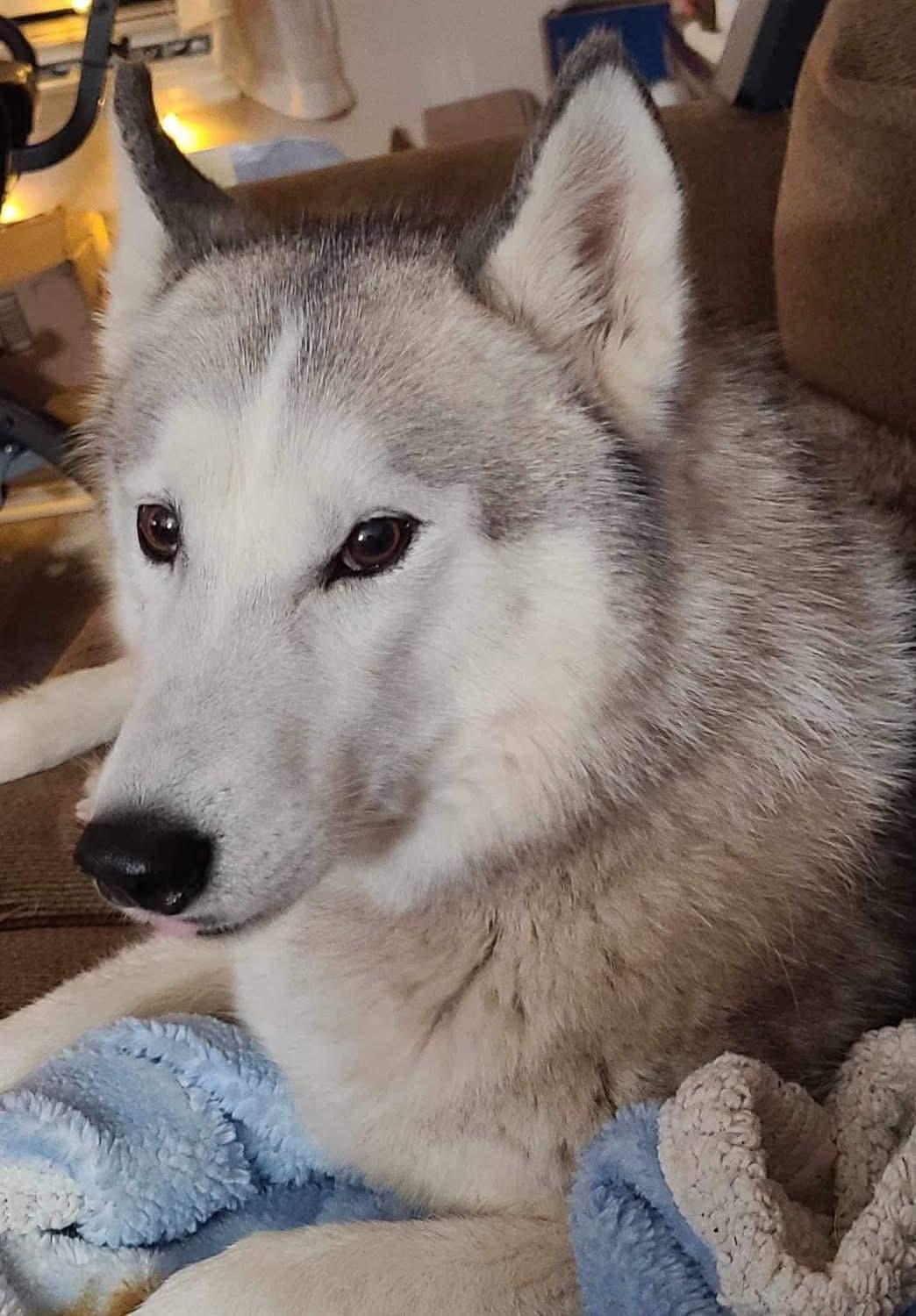 Enlarge Gemma, a ADOPTABLE Husky in Bronson, TX image 3/3