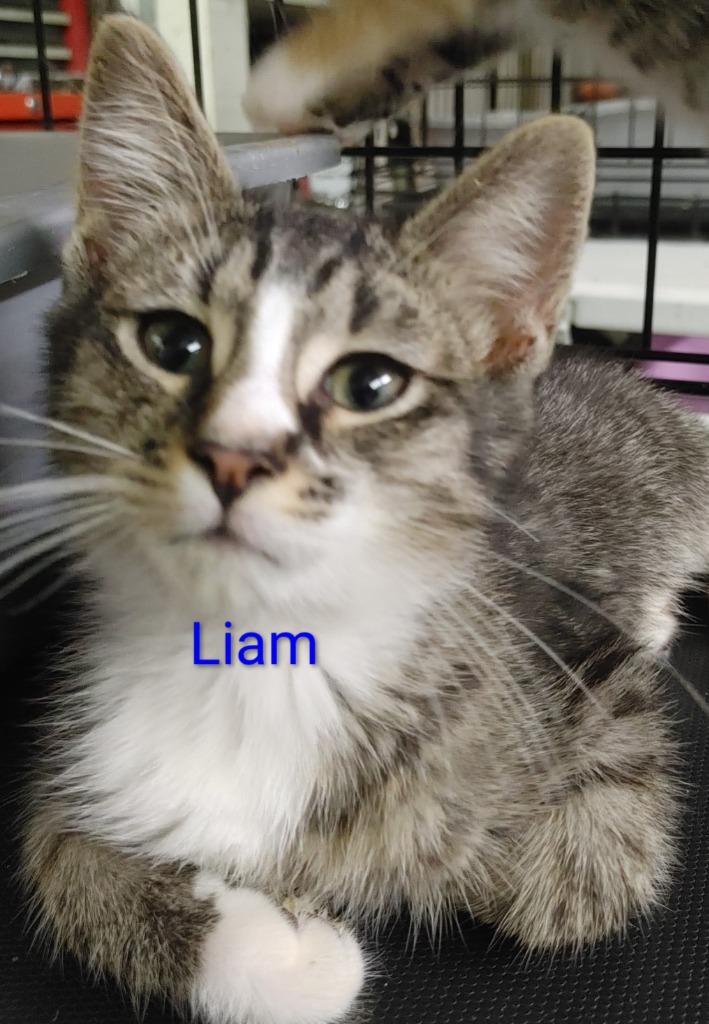 Liam, Adoptable, Kitten Male Domestic Short Hair.