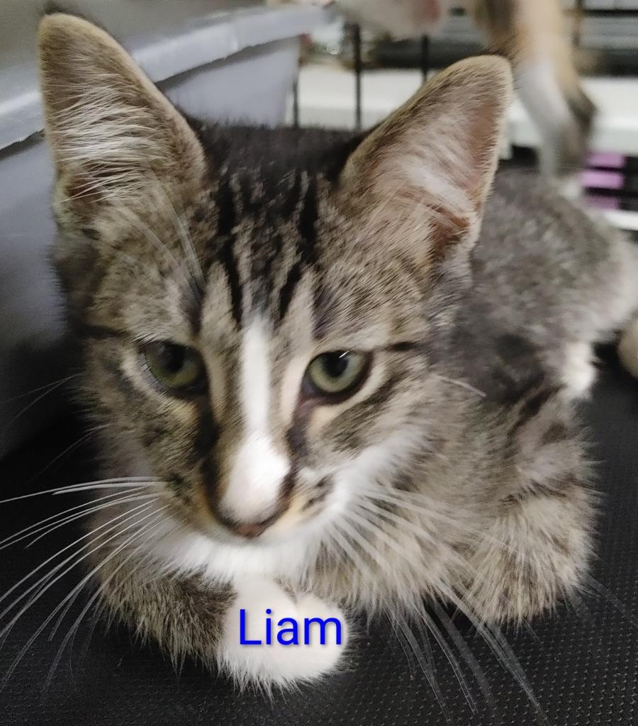 Liam, a Adoptable mixed breed in Shawnee, KS image 2/2