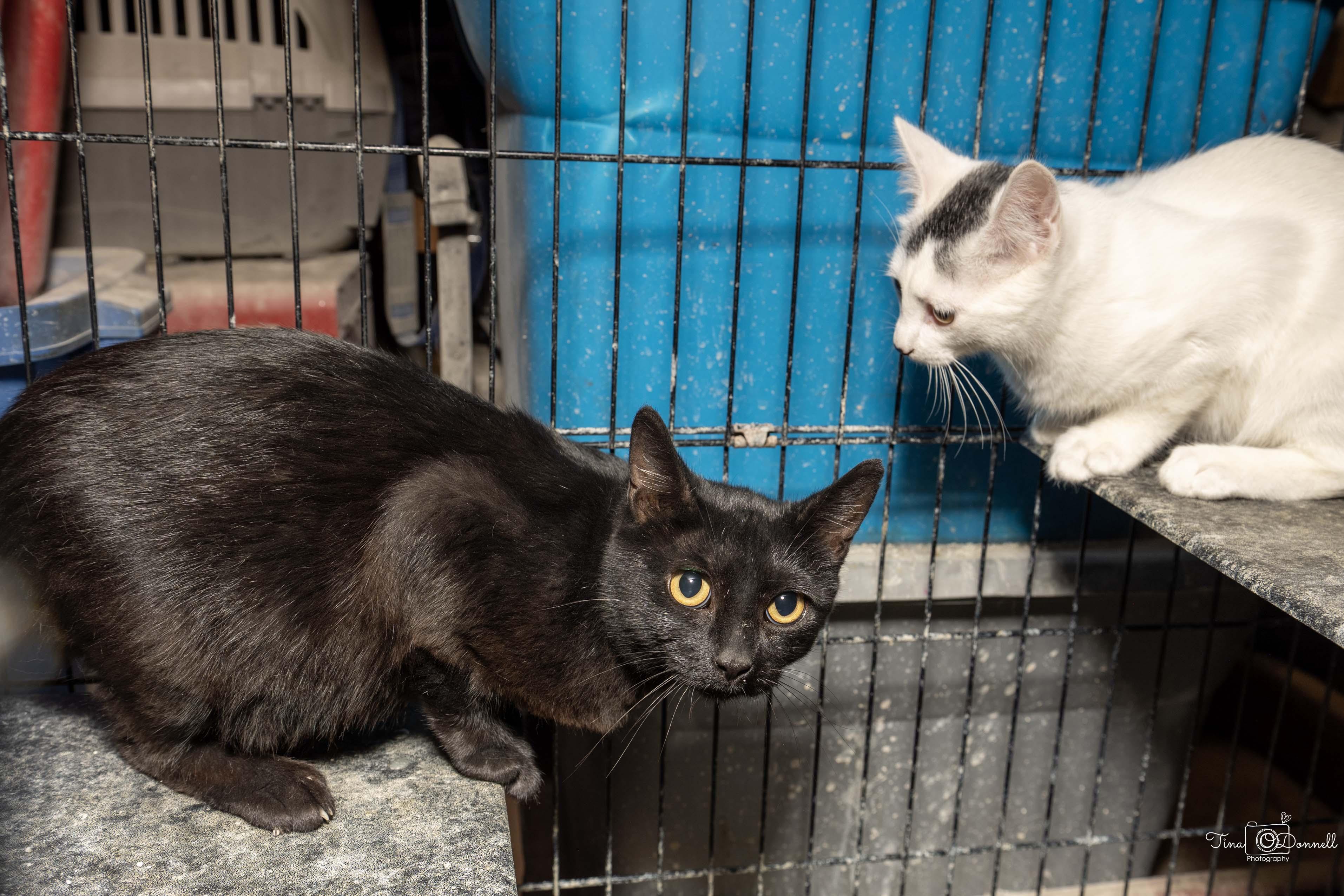 Enlarge Tampico, a Adopted Domestic Short Hair in Cardwell, MT image 1/1