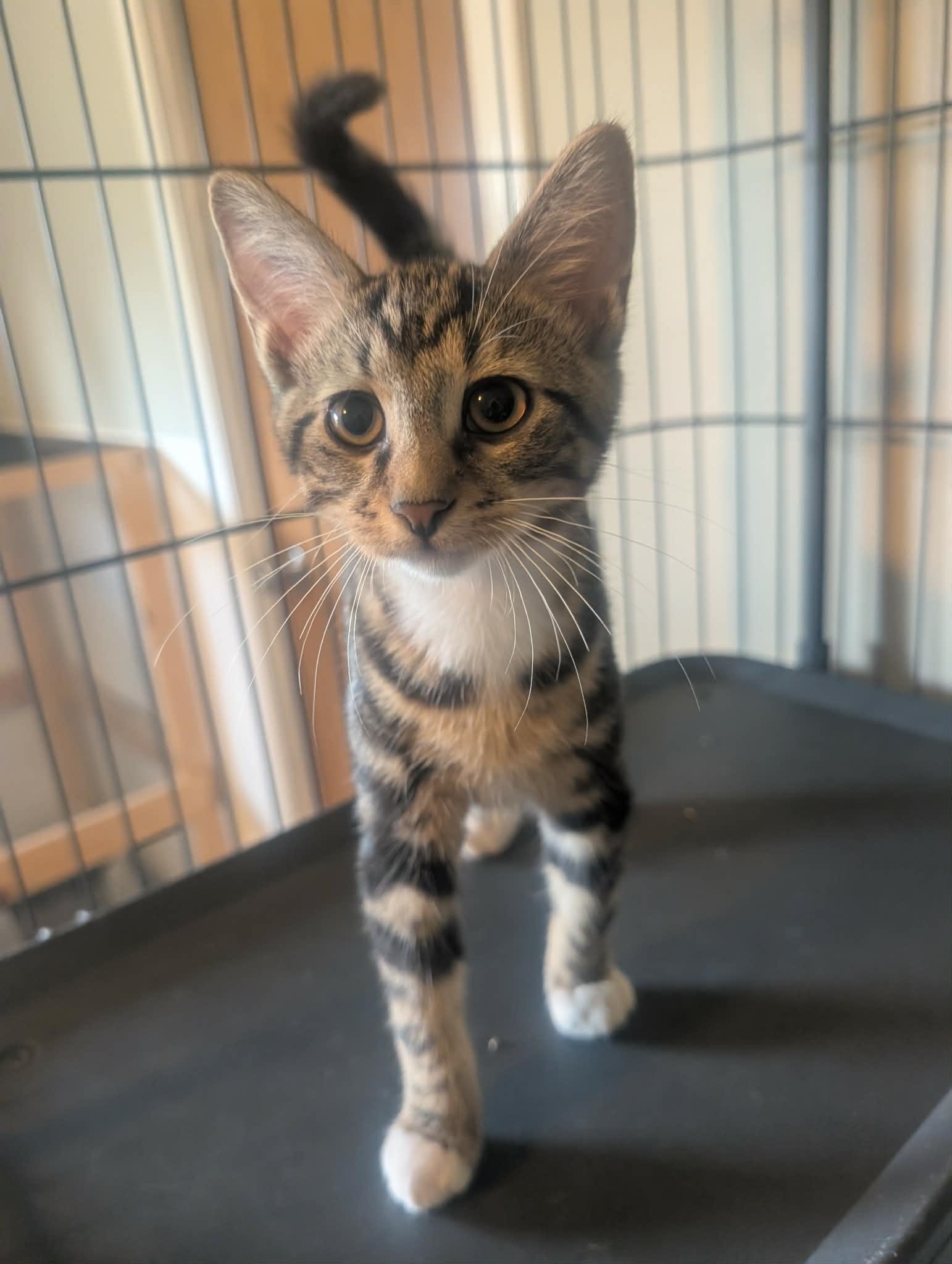 Twinkie, adopted, Kitten Male Domestic Short Hair & Tabby.