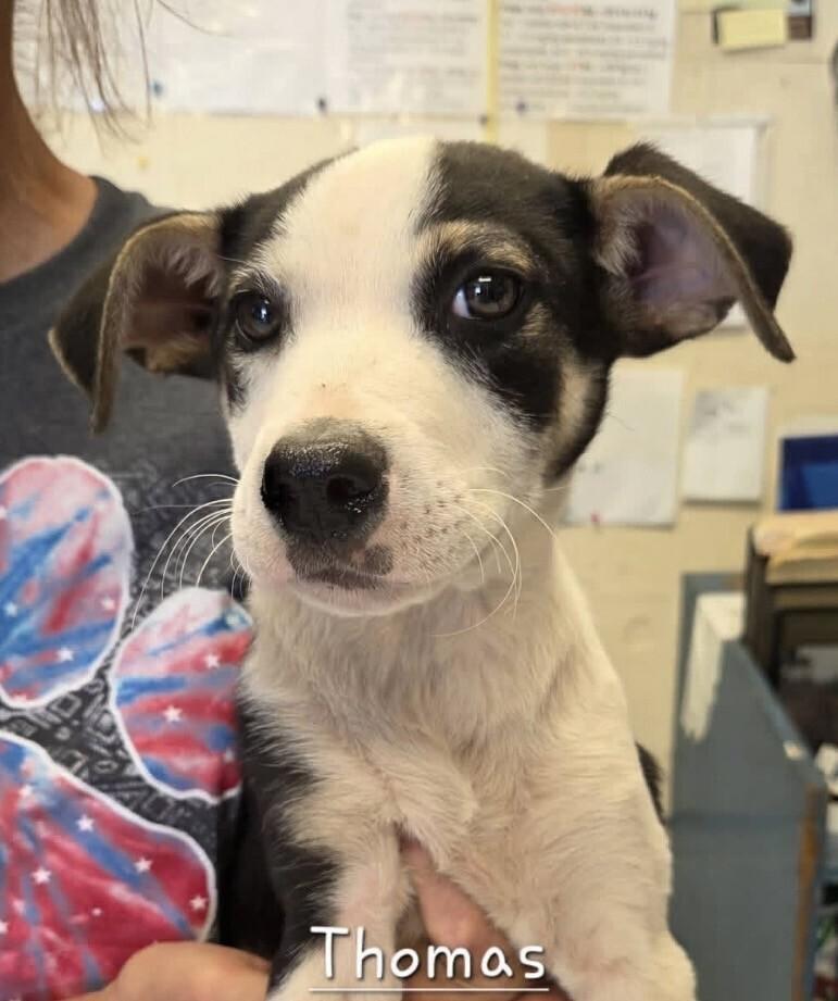 Enlarge Pup Thomas, a Adoptable mixed breed in Washington, DC image 1/6