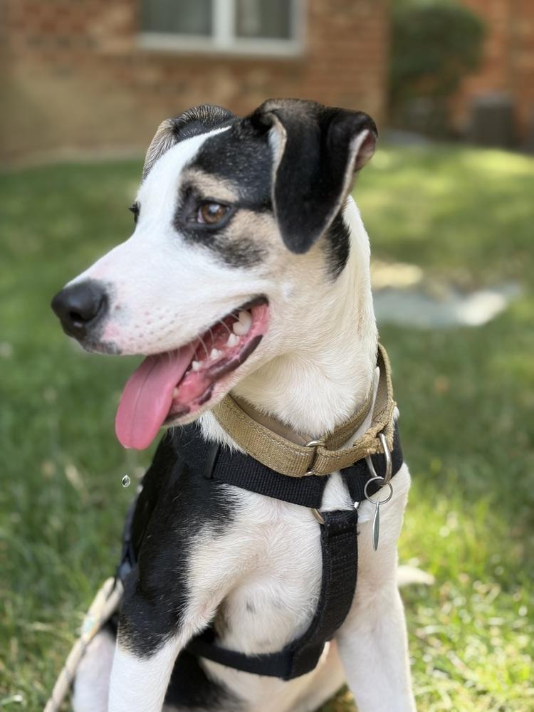 Enlarge Pup Thomas, a Adoptable mixed breed in Washington, DC image 2/6